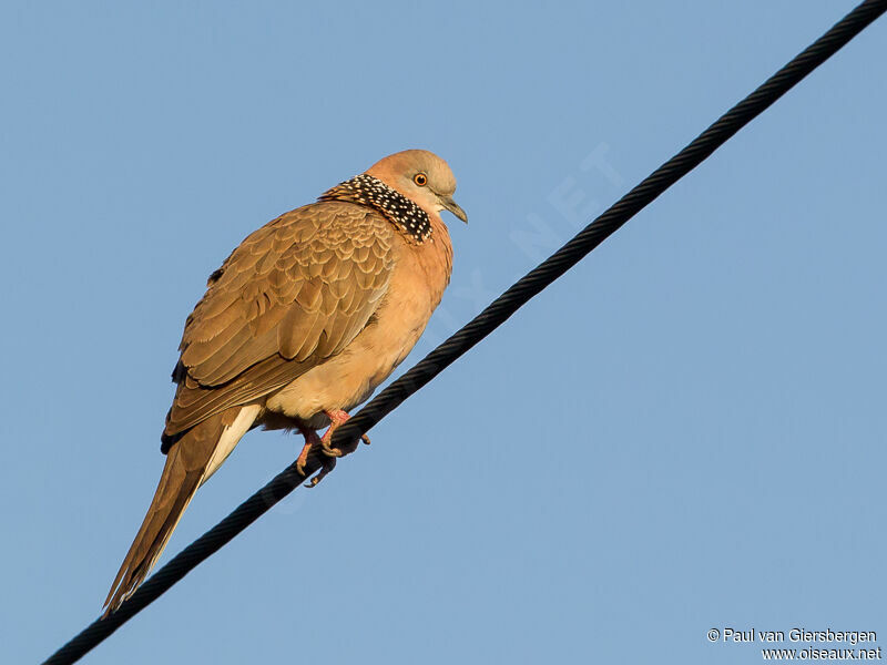 Spotted Dove