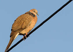 Spotted Dove