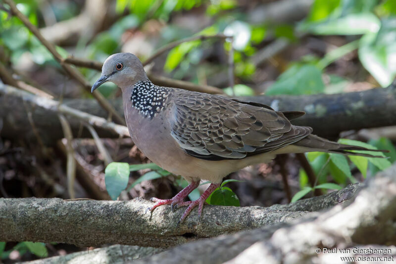 Spotted Dove