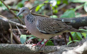 Spotted Dove