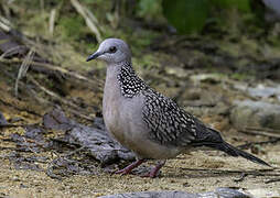 Spotted Dove