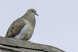 Mourning Dove