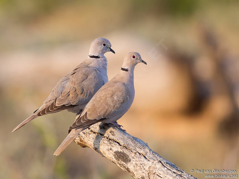 Eurasian Collared Dove