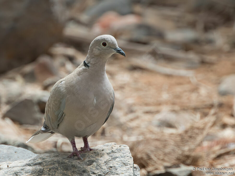 Eurasian Collared Doveadult