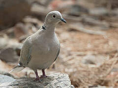 Eurasian Collared Dove