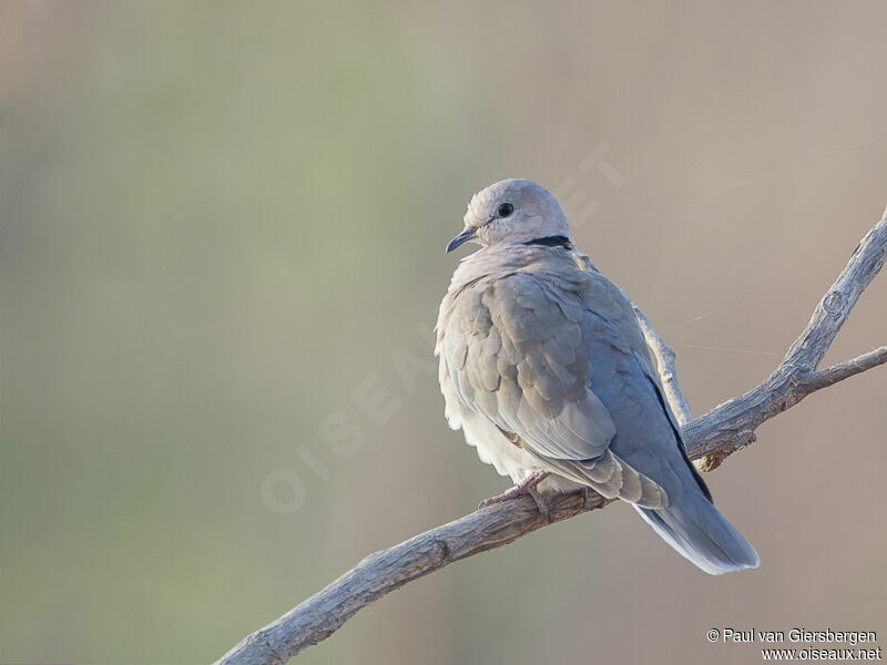 Vinaceous Dove