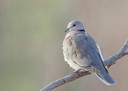 Vinaceous Dove