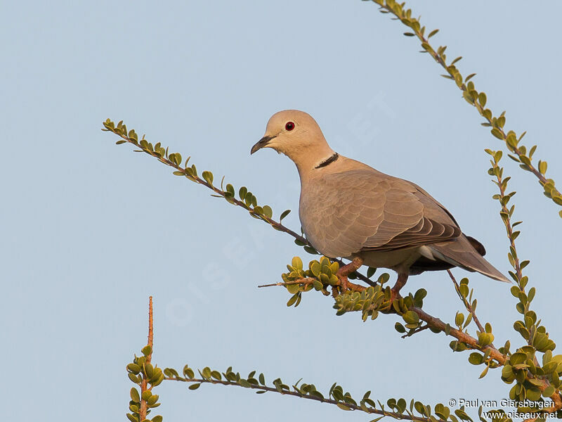 Vinaceous Dove