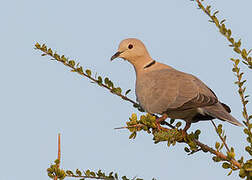 Vinaceous Dove