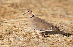 Vinaceous Dove