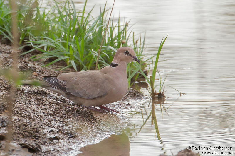 Vinaceous Dove