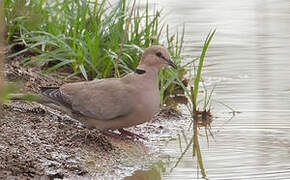 Vinaceous Dove