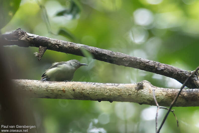 Toxoramphe à ventre gris, identification