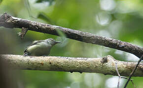 Spectacled Longbill