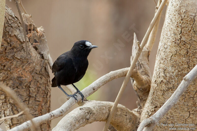 White-fronted Black Chat