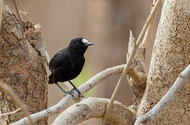 White-fronted Black Chat