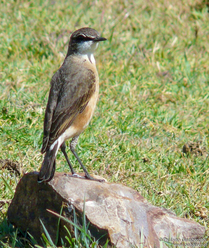 Rusty-breasted Wheatearadult