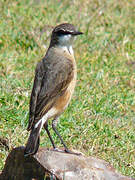 Rusty-breasted Wheatear