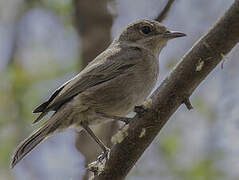 Brown-tailed Rock Chat