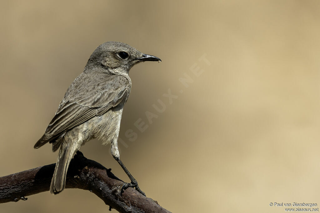 Traquet à queue brune