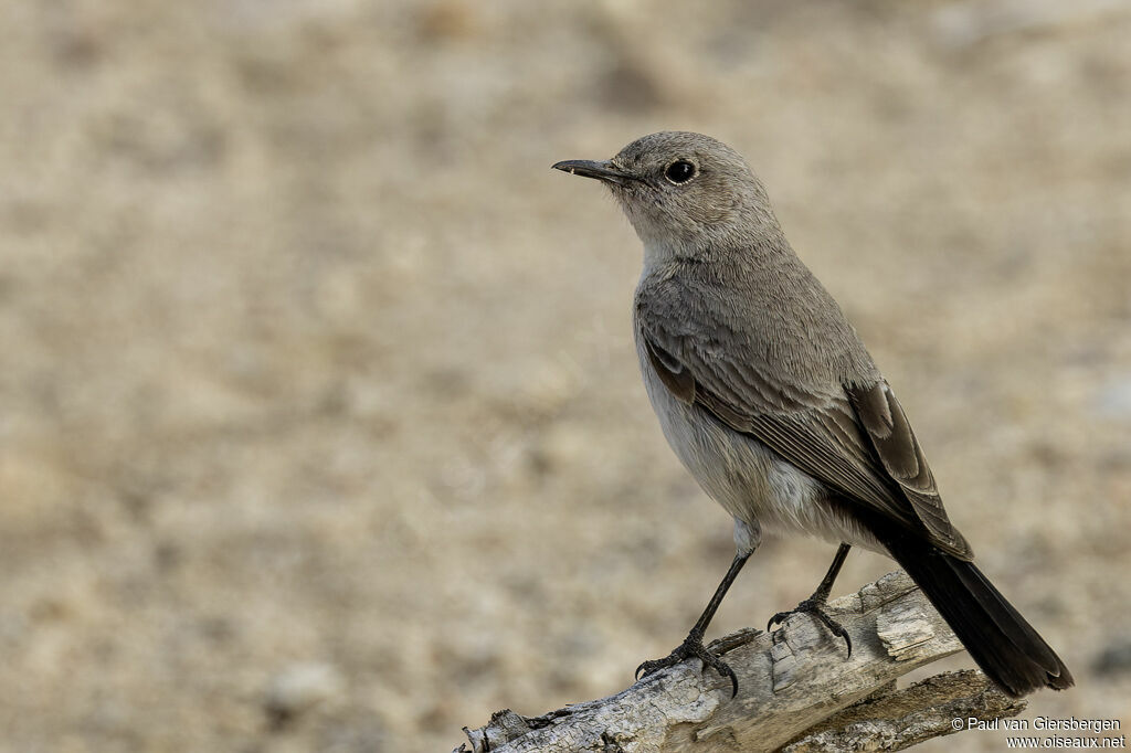 Traquet à queue noire