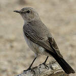 Traquet à queue noire