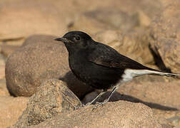 White-crowned Wheatear