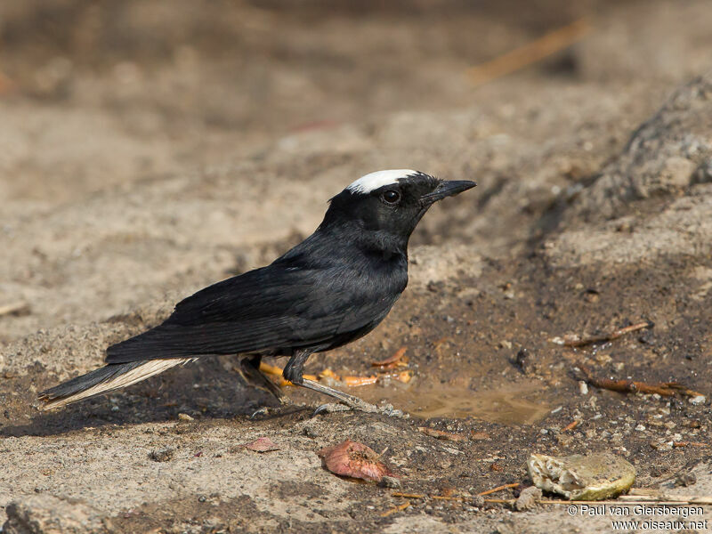 White-crowned Wheatear