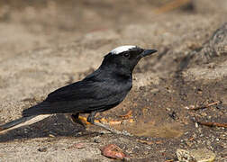 White-crowned Wheatear