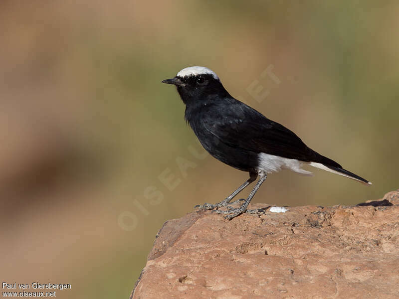 White-crowned Wheatearadult, habitat, pigmentation