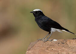 White-crowned Wheatear