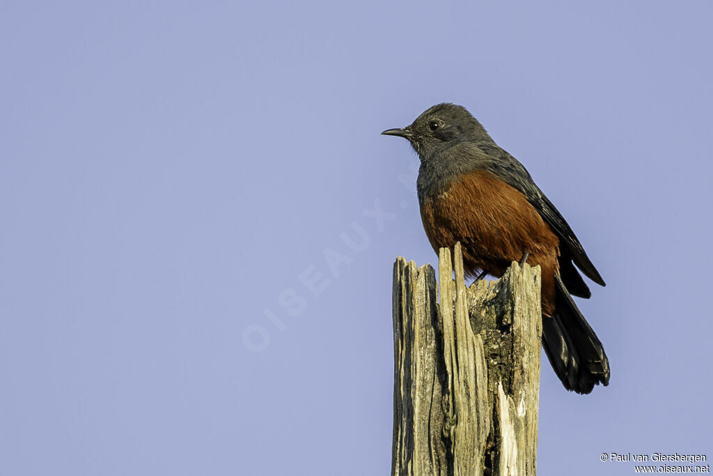 Mocking Cliff Chat female adult