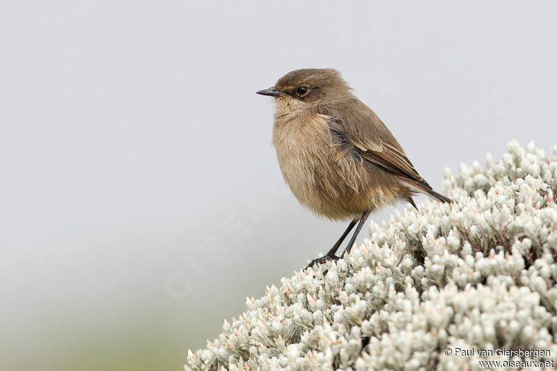 Moorland Chat