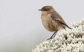 Moorland Chat