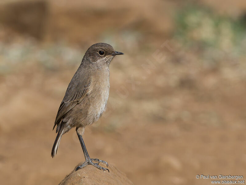 Moorland Chat