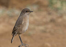 Moorland Chat