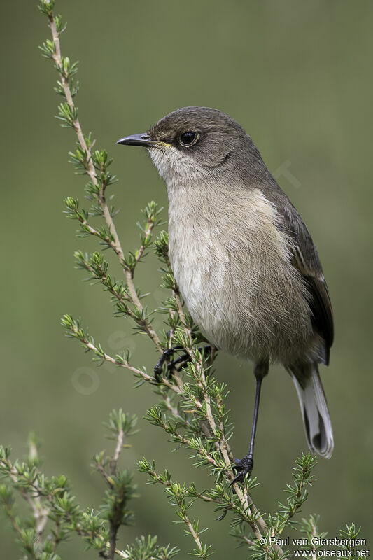 Traquet afroalpinadulte