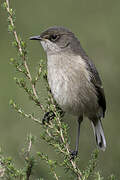 Moorland Chat