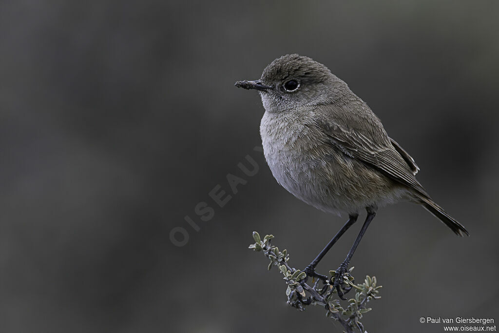 Sickle-winged Chatadult