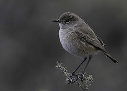 Sickle-winged Chat