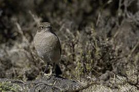 Sickle-winged Chat