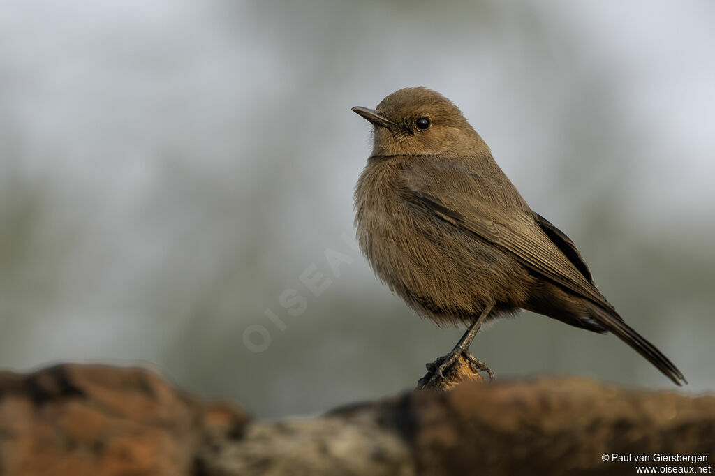 Brown Rock Chatadult