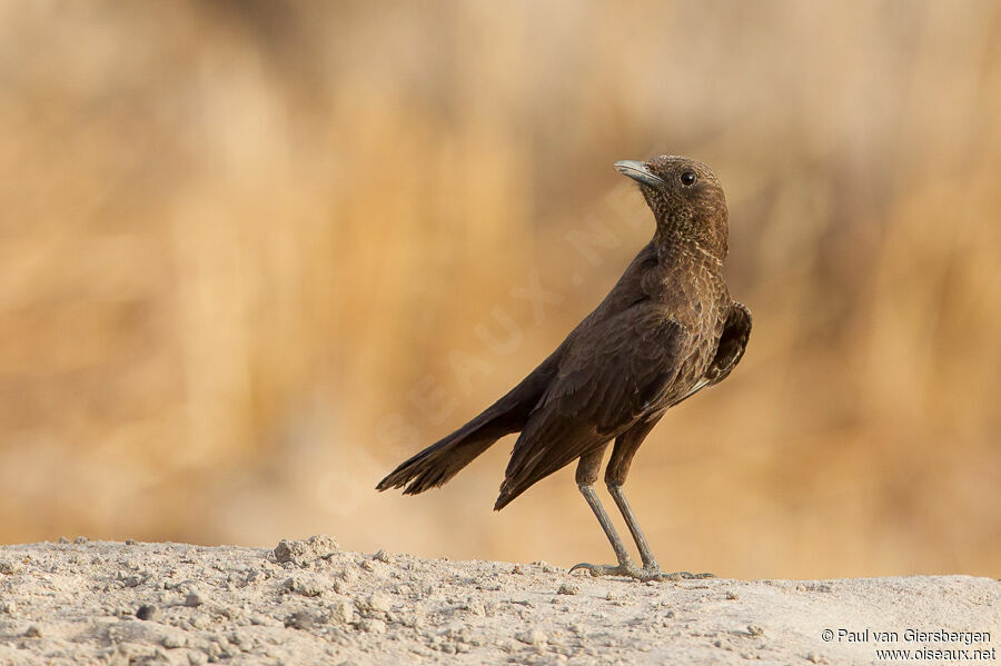 Anteater Chat