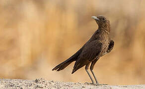 Anteater Chat