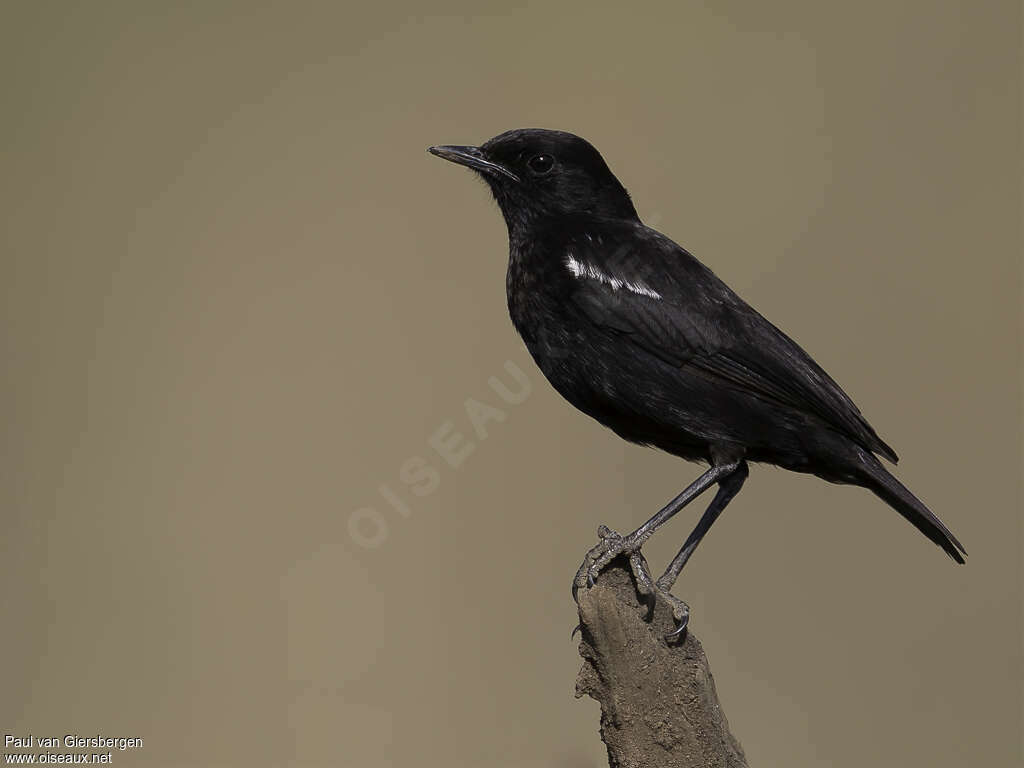 Sooty Chat male adult, identification