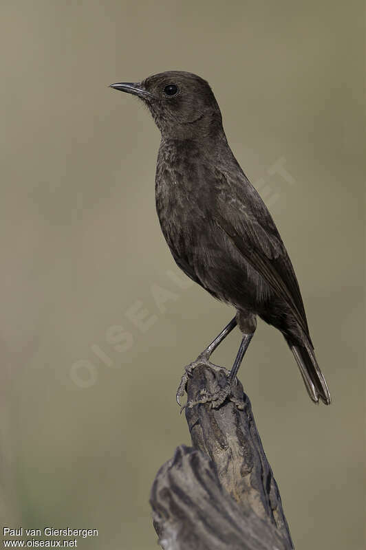 Sooty Chat female adult, identification