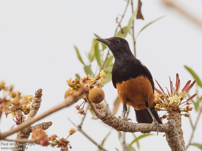 White-crowned Cliff Chatadult, identification