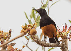 White-crowned Cliff Chat