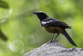 White-crowned Cliff Chat