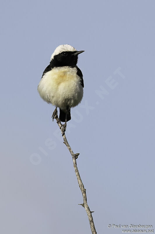 Cyprus Wheatear male adult